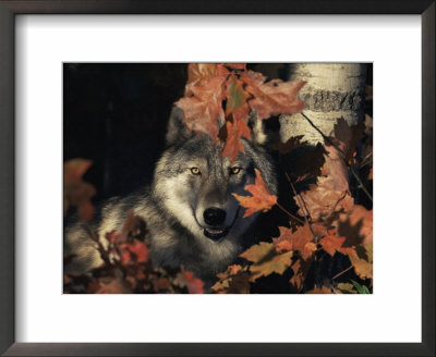 Grey Wolf Portrait With Autumn Leaves, Usa by Lynn M. Stone Pricing Limited Edition Print image