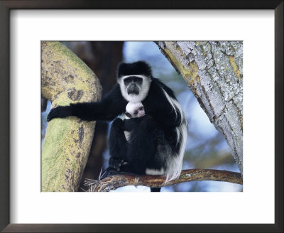 Eastern Black And White Colobus Monkey Holding Baby, In Tree Kenya by Anup Shah Pricing Limited Edition Print image