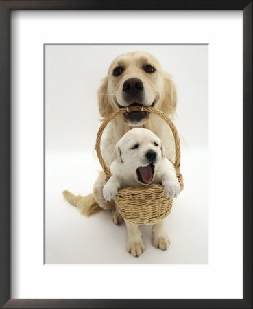 Domestic Dog (Canis Familiaris) Carrying Puppy In Basket by Jane Burton Pricing Limited Edition Print image