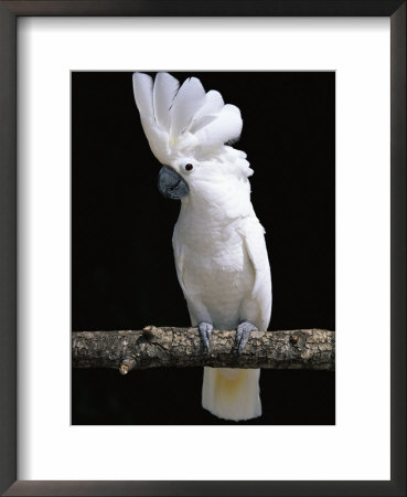 White Or Umbrella Cockatoo by Lynn M. Stone Pricing Limited Edition Print image