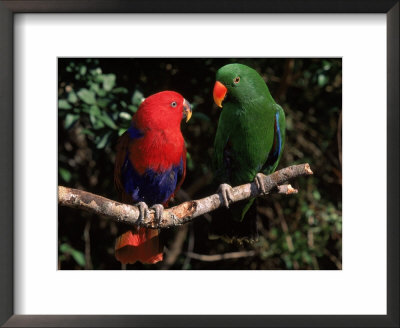 Eclectus Parrots: Male (Right) And Female (Left) by Lynn M. Stone Pricing Limited Edition Print image