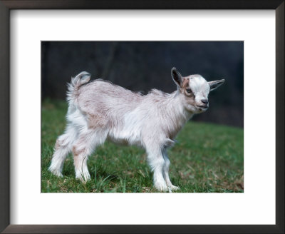 Pygmy Domestic Goat Kid by Reinhard Pricing Limited Edition Print image