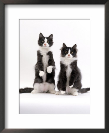 Domestic Cat, Two Black-And-White Fluffy Kittens, Male Siblings by Jane Burton Pricing Limited Edition Print image