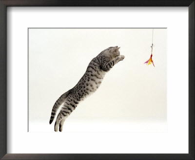 Domestic Cat, 5-Month Silver Spotted Shorthair Male, Jumping At Lure, Full Stretch, Back Hollow by Jane Burton Pricing Limited Edition Print image