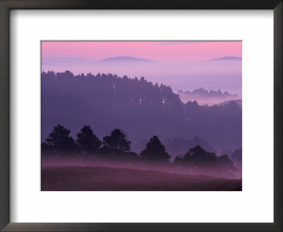 Scots Pine Forest In Dawn Mist Abernethy, Speyside, Scotland, Uk by Niall Benvie Pricing Limited Edition Print image