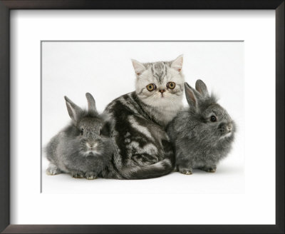 Blue-Silver Exotic Shorthair Kitten With Baby Silver Lionhead Rabbits by Jane Burton Pricing Limited Edition Print image