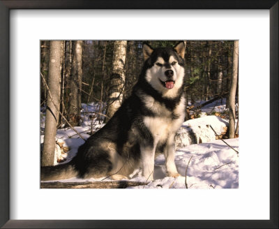 Alaskan Malamute Dog In Woodland, Usa by Lynn M. Stone Pricing Limited Edition Print image