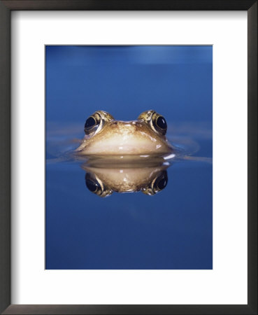 Common Frog (Rana Temporaria) Wiping Eye With Nictating Membrane by Jane Burton Pricing Limited Edition Print image