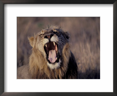 Male Lion Roaring (Panthera Leo) Kruger National Park South Africa by Tony Heald Pricing Limited Edition Print image