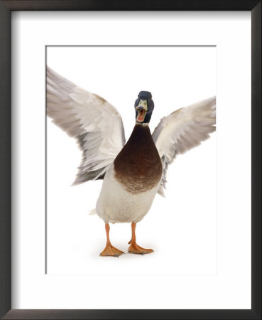 Male Mallard Flapping Wings And Calling (Anas Platyrhynchos), Uk by Jane Burton Pricing Limited Edition Print image