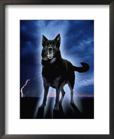 Ghostly Alsation Barking by Jane Burton Pricing Limited Edition Print image