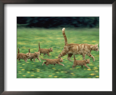 Ginger Domestic Cat Running With Litter Of Five Kittens by Jane Burton Pricing Limited Edition Print image