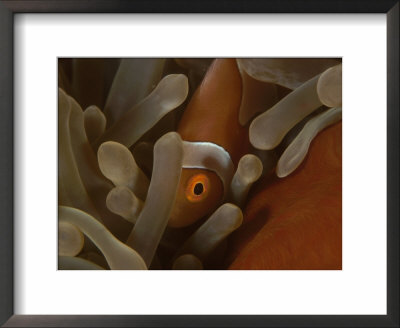 False Clown Anemonefish In Anemone, Indo-Pacific by Jurgen Freund Pricing Limited Edition Print image
