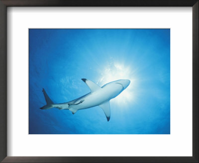 Blacktip Shark Patrolling, Walkers Cay, Bahamas, Caribbean Sea by Doug Perrine Pricing Limited Edition Print image