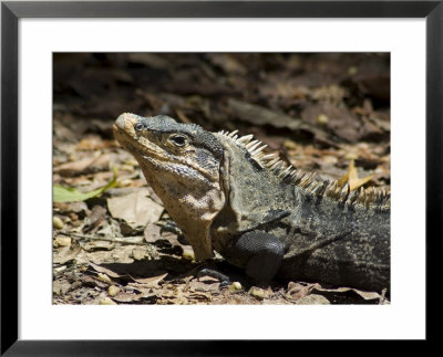 Lizard, Arenal, Costa Rica, Central America by R H Productions Pricing Limited Edition Print image