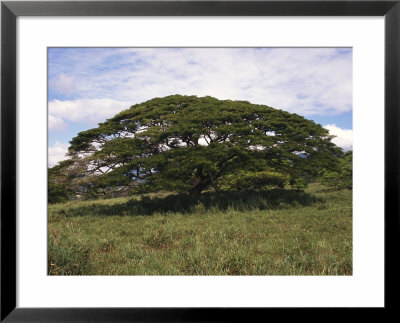 A Tree In A Grassy Field by Paul Damien Pricing Limited Edition Print image