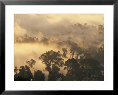 Rain Forest, Borneo, Southeast Asia by Lousie Murray Pricing Limited Edition Print image