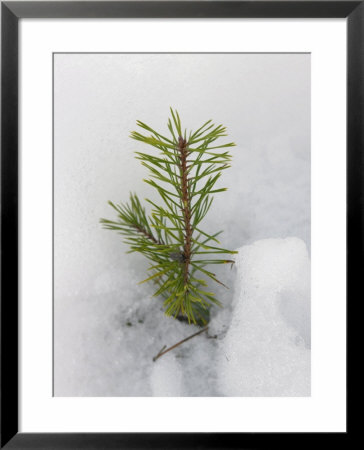 New Fir Tree Sapling Breaks Through Snow In Spring Thaw, Finland, Scandinavia by Jean-Luc Brouard Pricing Limited Edition Print image