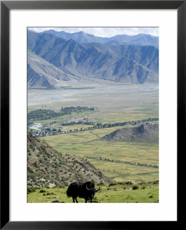 Yak, Ganden Monastery, Near Lhasa, Tibet, China by Ethel Davies Pricing Limited Edition Print image