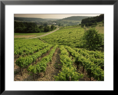 Vineyards Near Coiffy Le Haut, Haute Marne, Champagne, France by Michael Busselle Pricing Limited Edition Print image