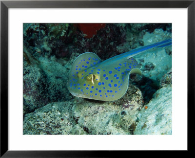 The Blue-Spotted Stingray (Taeniura Lymma), Red Sea, Egypt by Casey Mahaney Pricing Limited Edition Print image