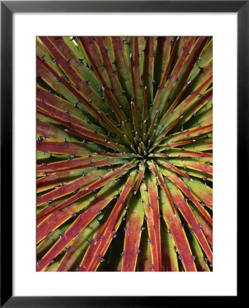 Detail Of Spiky-Leafed Puya (Bromeliad), Cajas National Park, Azuay, Ecuador by Grant Dixon Pricing Limited Edition Print image