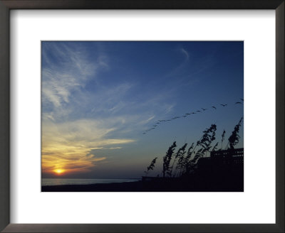 A Flock Of Pelicans Soars Above A Beach At Sunset by David Evans Pricing Limited Edition Print image