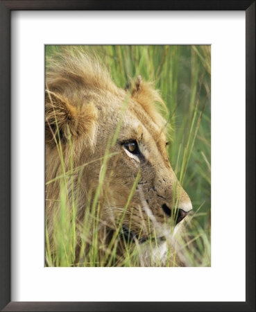Male Lion, Panthera Leo, In The Grass, Kruger National Park, South Africa, Africa by Ann & Steve Toon Pricing Limited Edition Print image