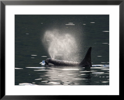 A Male Killer Whale Surfacing For Fresh Air And Expelling Stale Air by Ralph Lee Hopkins Pricing Limited Edition Print image