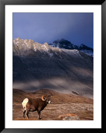 Canada's Bighorn Sheep (Ovis Canadensis), Jasper National Park, Alberta, Canada by Mark Newman Pricing Limited Edition Print image