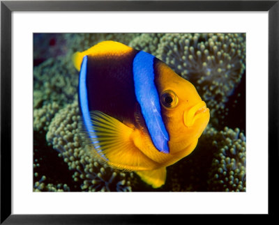 Anemonefish, Great Barrier Reef, Australia by Stuart Westmoreland Pricing Limited Edition Print image