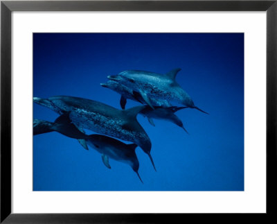 Atlantic Spotted Dolphins, Group, Bahamas by Gerard Soury Pricing Limited Edition Print image
