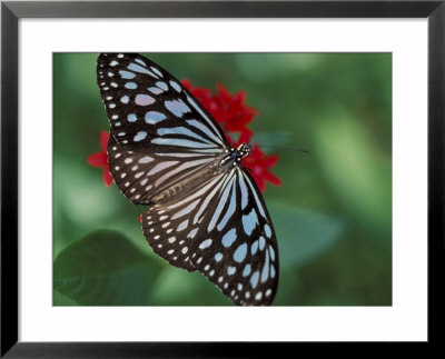 Butterfly World, Ft Lauderdale, Florida, Usa by Michele Westmorland Pricing Limited Edition Print image