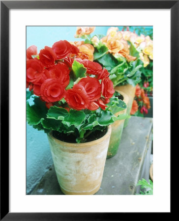 Begonia Elatior Terracotta Pots by Andrew Lord Pricing Limited Edition Print image
