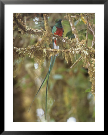 Resplendent Quetzal, Central America by Tom Ulrich Pricing Limited Edition Print image