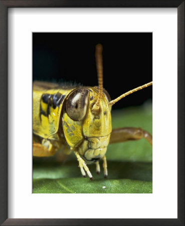 Portrait Of A Grasshoppers Head by Darlyne A. Murawski Pricing Limited Edition Print image