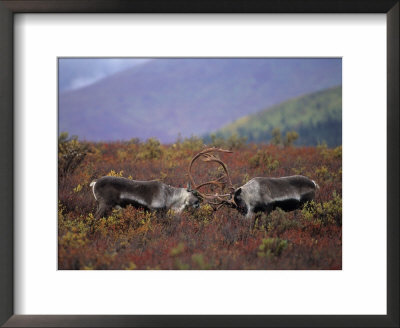 Caribou Practice Sparring Against A Backdrop Of Russet Vegetation by Paul Nicklen Pricing Limited Edition Print image