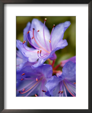 Rhododendron Blue Tit, Close-Up Of Blue Flowers by Susie Mccaffrey Pricing Limited Edition Print image