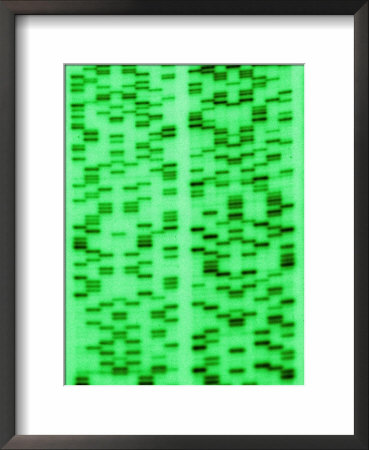 Dna Sequence, A Non- Photosynthetic Algae by David M. Dennis Pricing Limited Edition Print image
