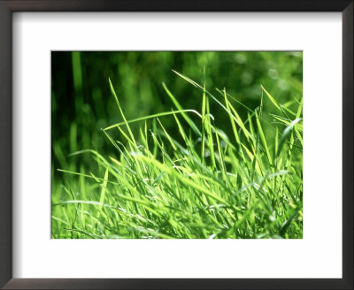 Grass Detail, Scotland by Iain Sarjeant Pricing Limited Edition Print image