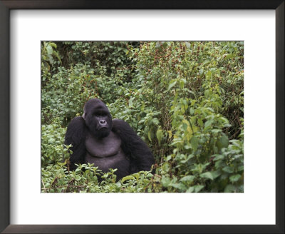 Silverback Mountain Gorilla, Amongst Vegetation, Zaire by Staffan Widstrand Pricing Limited Edition Print image