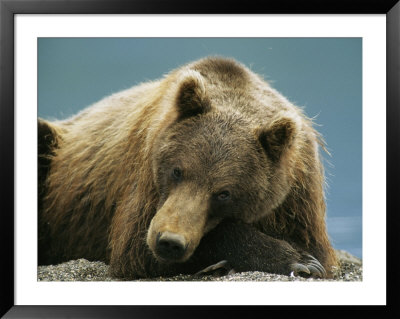A Brown Bear Lounging On A Shore by Klaus Nigge Pricing Limited Edition Print image