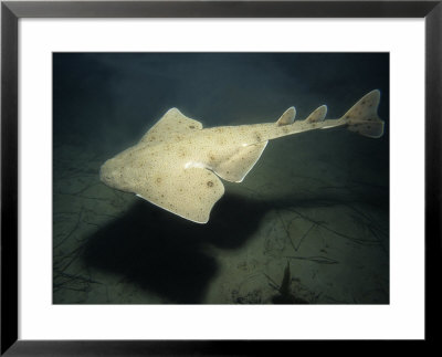 Pacific Angel Shark, Swimming, Usa by Gerard Soury Pricing Limited Edition Print image