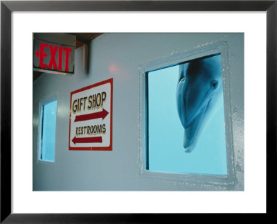 A Curious Dolphin Peeks Through A Window At The Local Aquarium by Joel Sartore Pricing Limited Edition Print image