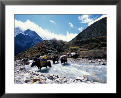 Yaks Crossing River To The Kangshung, Tibet by Vassi Koutsaftis Pricing Limited Edition Print image