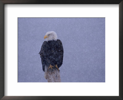 American Bald Eagle In Snow, Alaska by Lynn M. Stone Pricing Limited Edition Print image