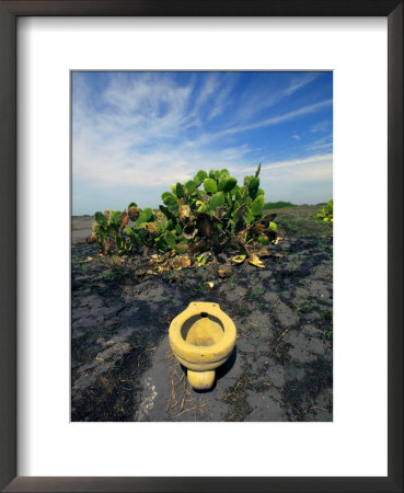 An Toilet On A Black Sand Beach With Cacti by Raul Touzon Pricing Limited Edition Print image
