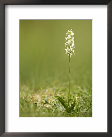 Lesser Butterfly Orchid, Devon, Uk by David Clapp Pricing Limited Edition Print image