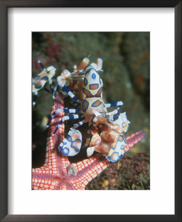 Harlequin Shrimp, With Starfish Prey, Upside Down To Prevent It From Escape, Andaman Sea, Thailand by Georgette Douwma Pricing Limited Edition Print image