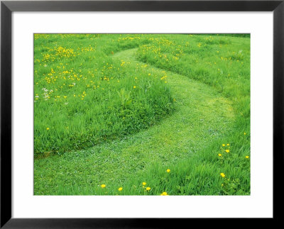 Grass Path Mown Through Wild Flower Lawn With Ranunculus (Buttercup) by Mark Bolton Pricing Limited Edition Print image